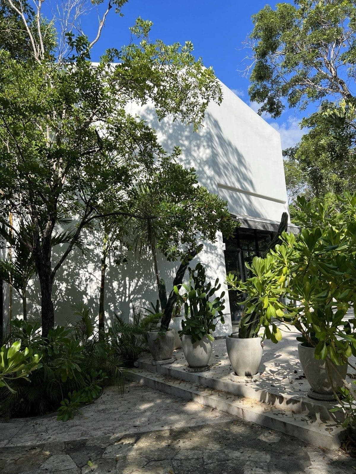 A villa façade in Aldea Zamá with broadleaf ceiba and palm species kept as a buffer — the preserved jungle setbacks that define the enclave